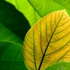 gold-leaf