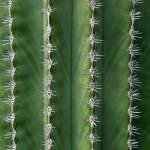Prickly Lines