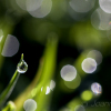 Sparkling-Dew