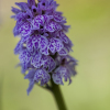 Heath-spotted-orchid