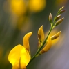 Yellow-Broom