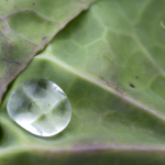 Brassica droplet