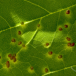 leaf-galls
