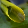 curled-leaf
