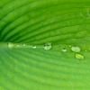 drops-on-leaf