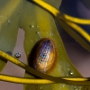Blue-Rayed Limpet