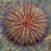 Urchin Tentacles