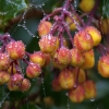 Bejewelled Barberry