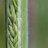 grass-seed