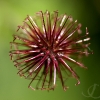 red-seed-ball
