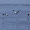Flying-gannets-4