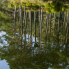 Forest-reflection-4