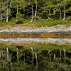 Forest-reflection-5