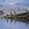 Loch-cormorants
